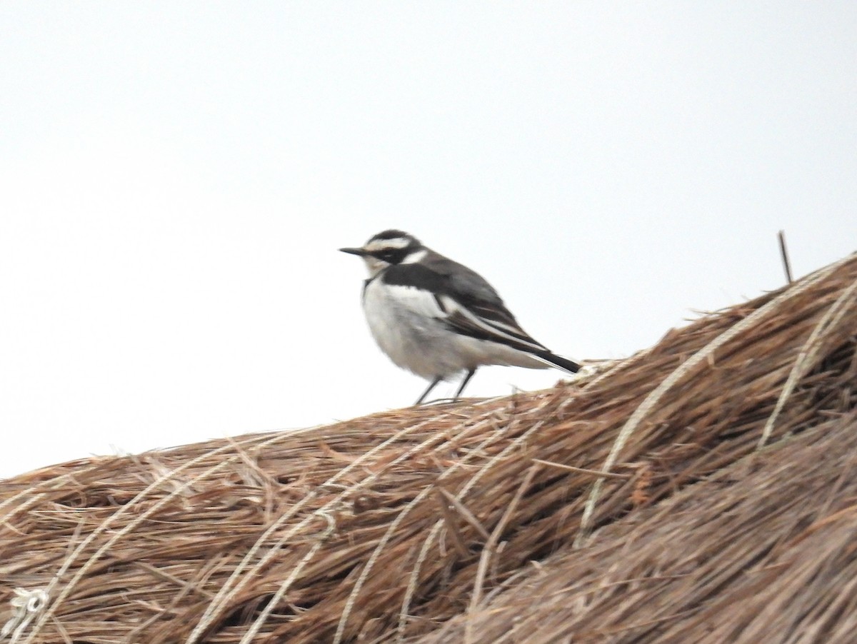 African Pied Wagtail - ML620819664