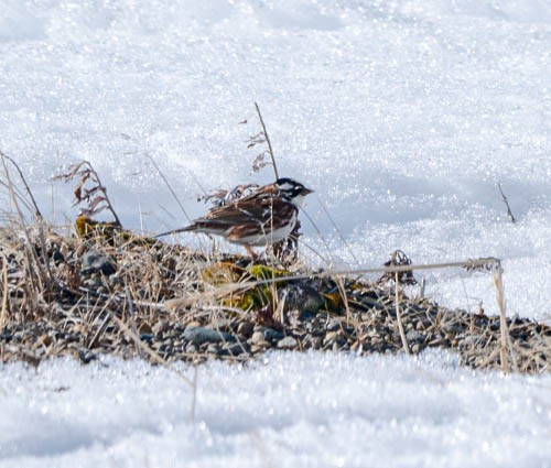 Rustic Bunting - ML620819665