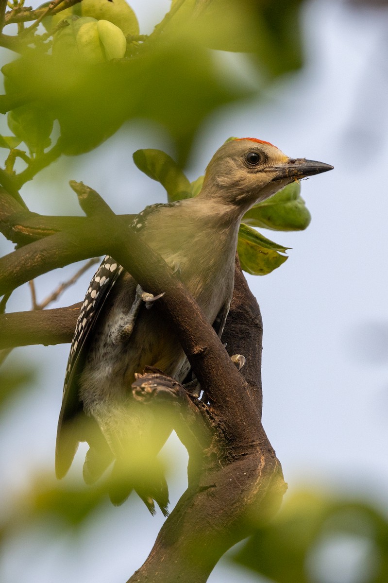 Hoffmann's Woodpecker - ML620819672