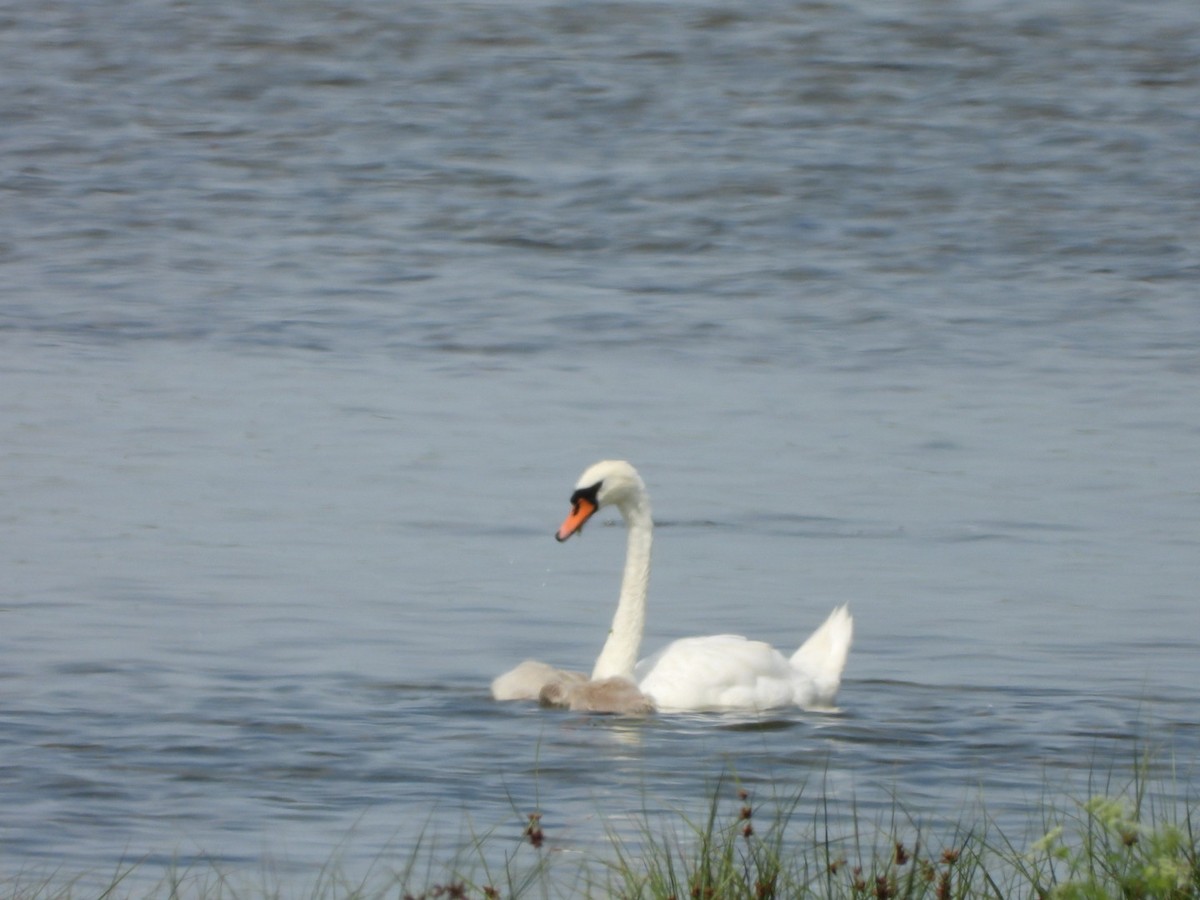 Mute Swan - ML620819677