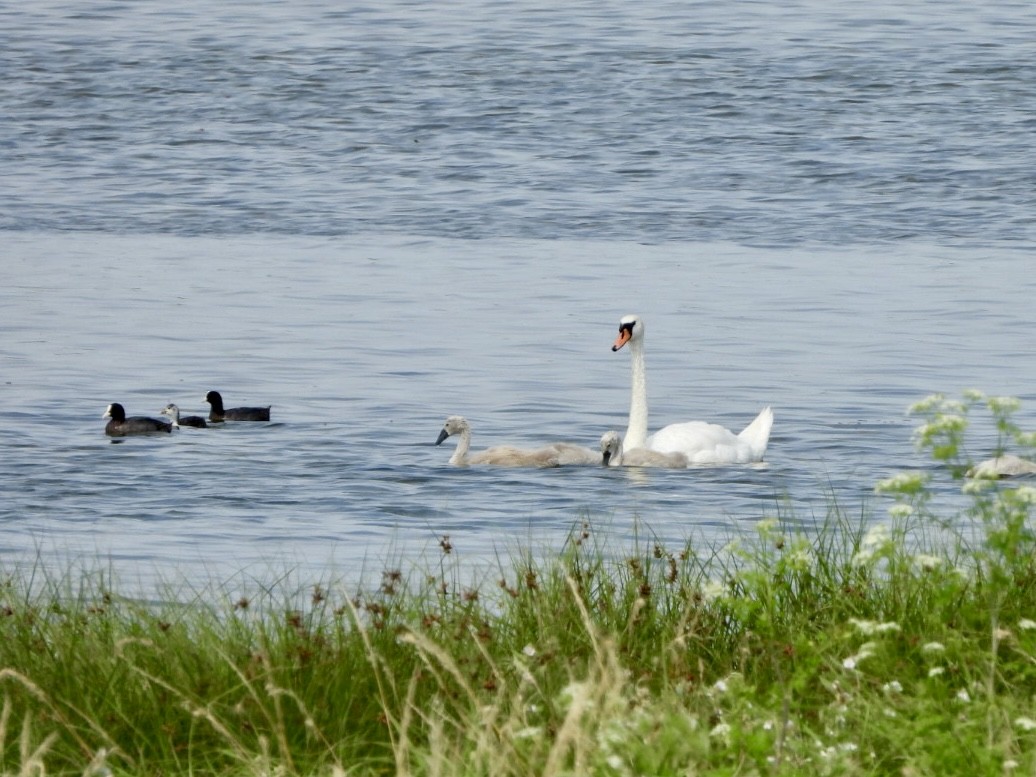 Höckerschwan - ML620819678