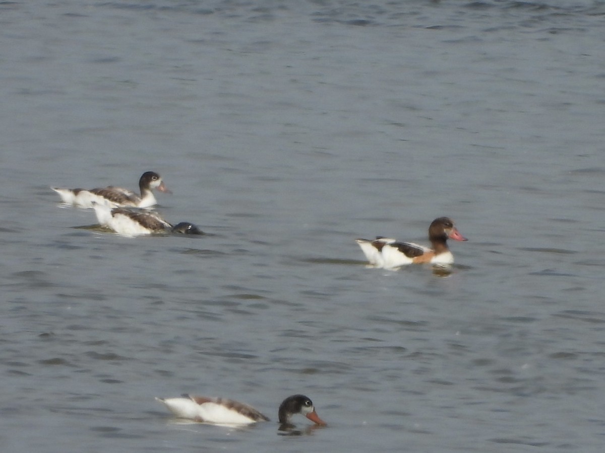 Common Shelduck - ML620819679