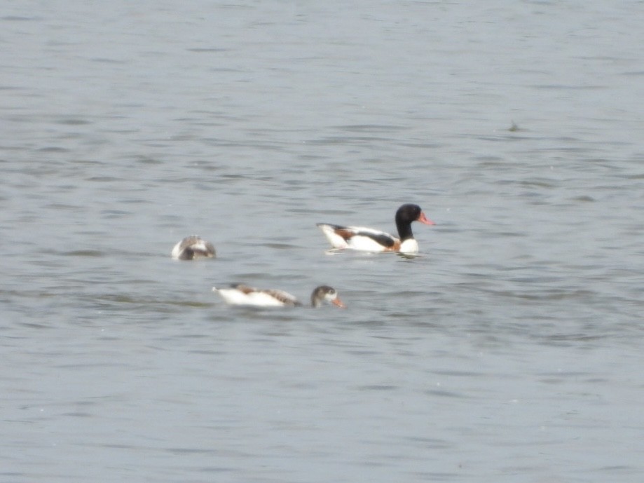 Common Shelduck - ML620819680