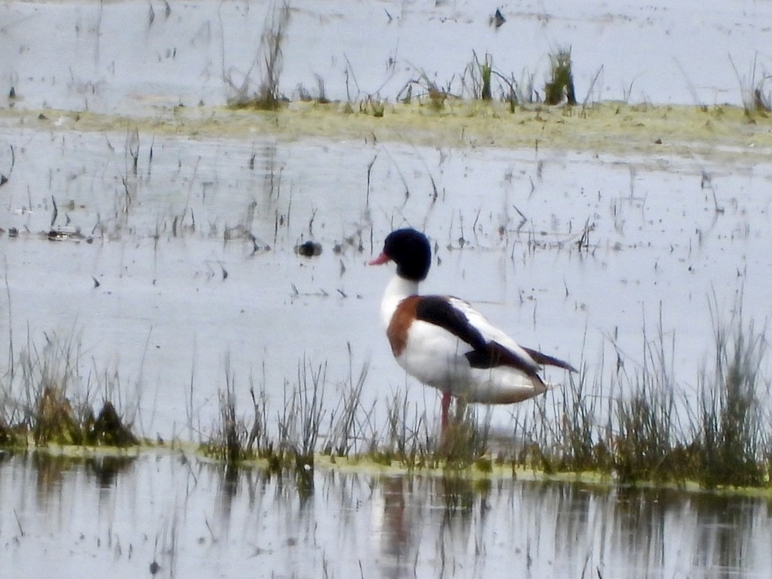 Common Shelduck - ML620819681