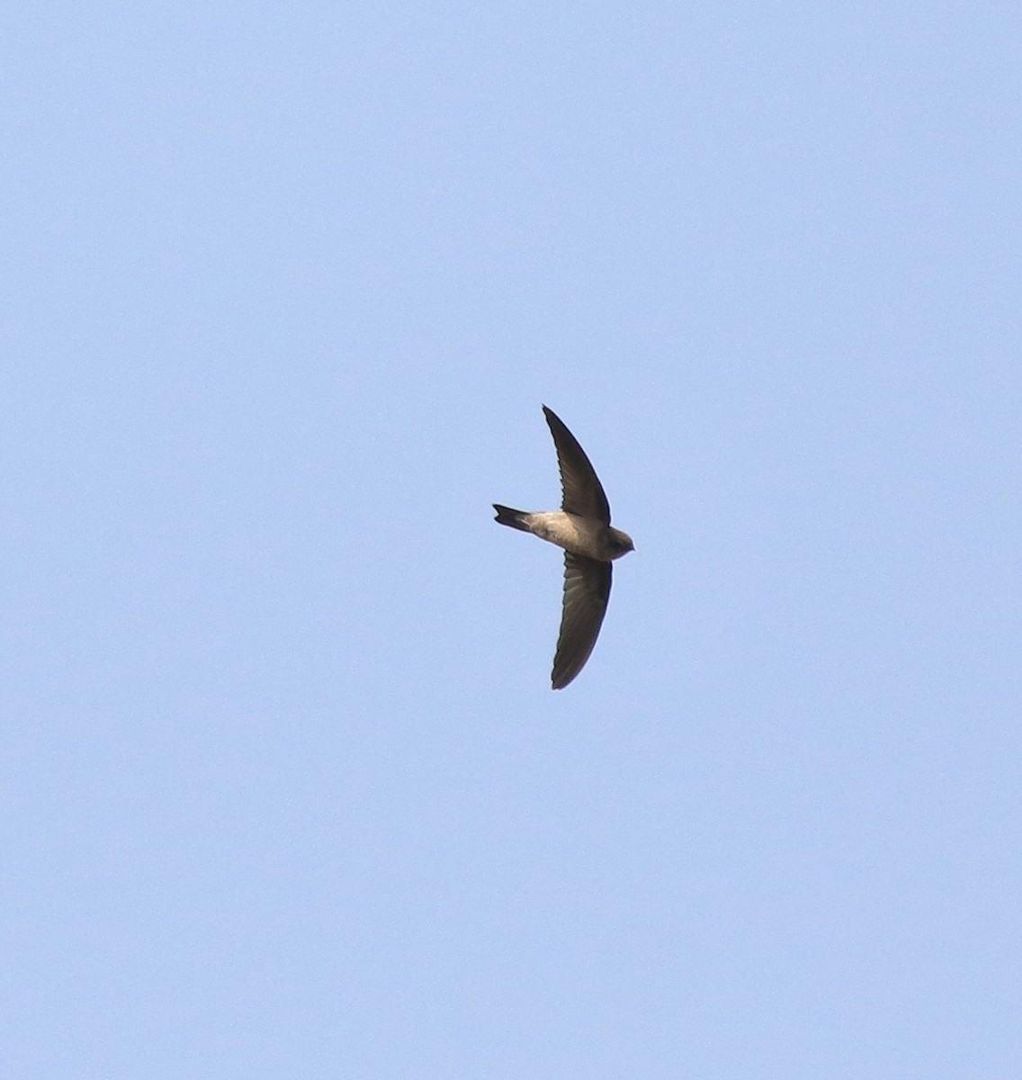 Asian Palm Swift - ML620819682