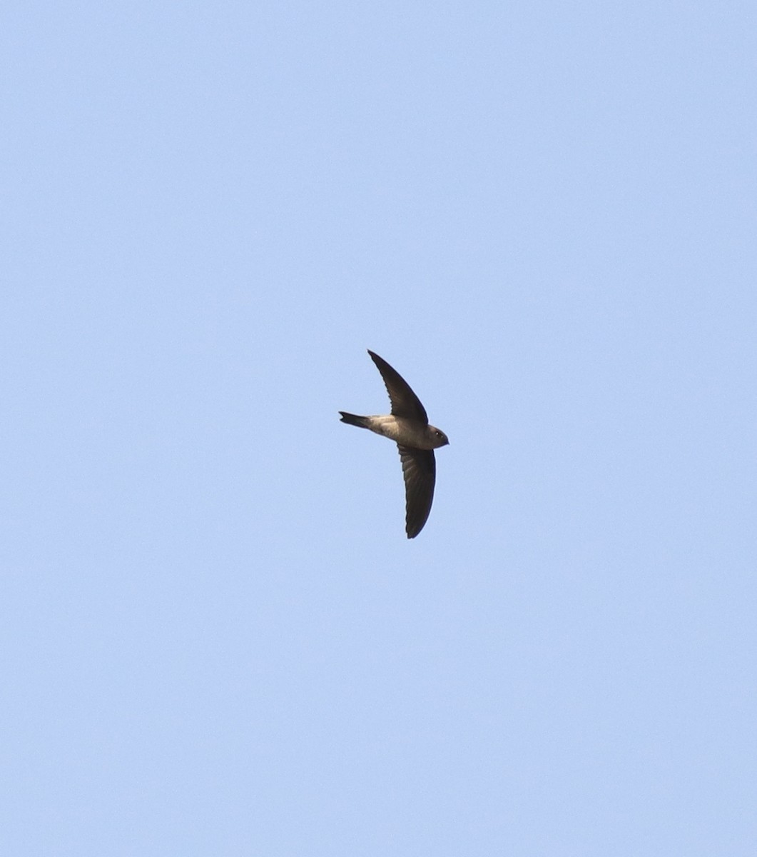 Asian Palm Swift - ML620819683