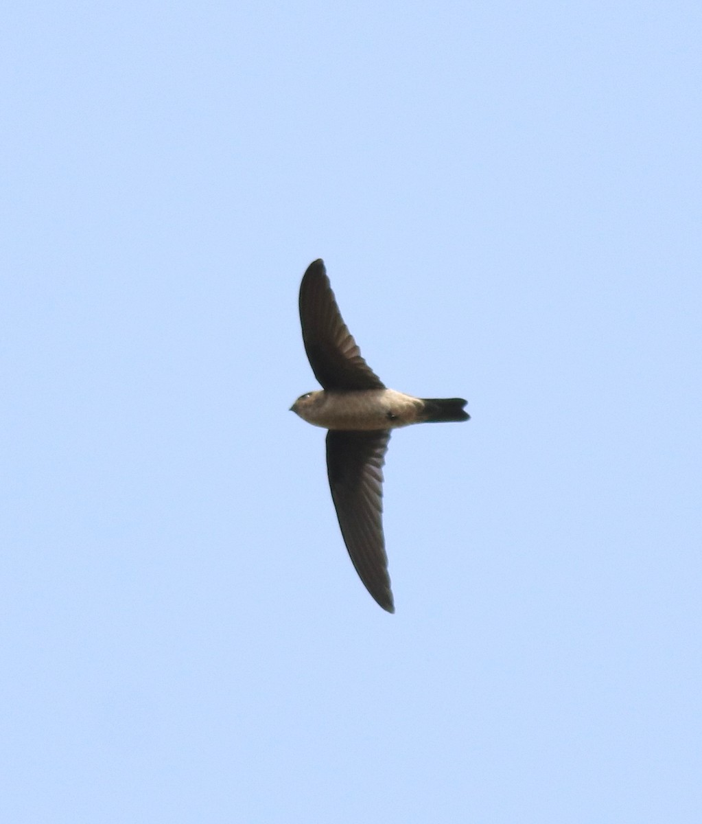 Asian Palm Swift - ML620819684