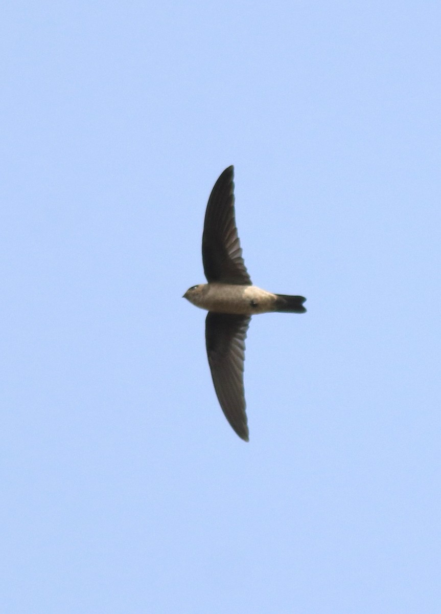 Asian Palm Swift - ML620819685