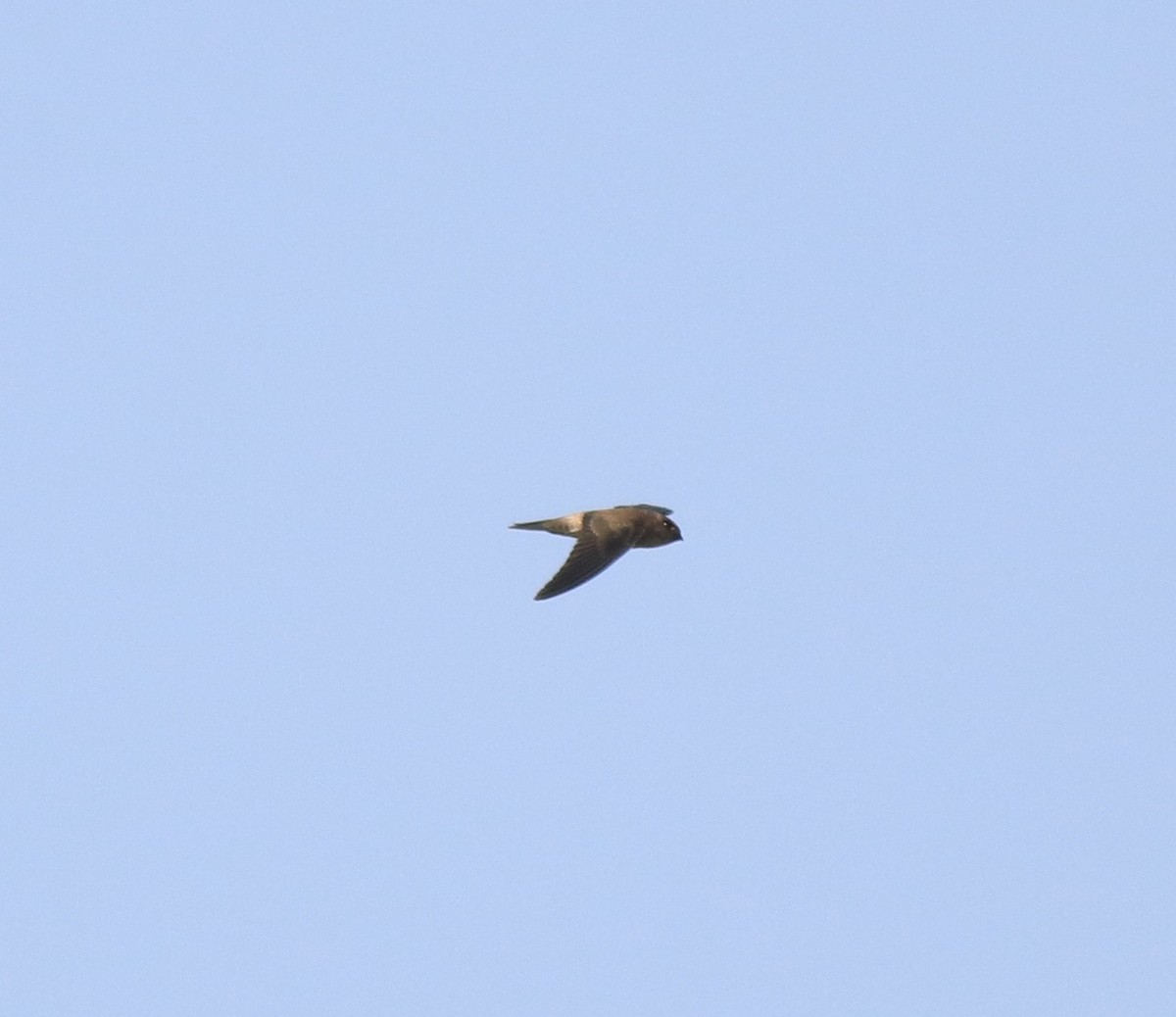 Asian Palm Swift - ML620819686