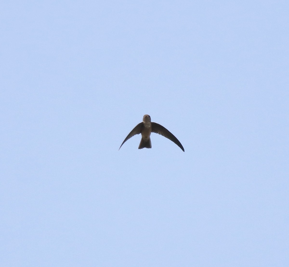 Indian Swiftlet - ML620819687