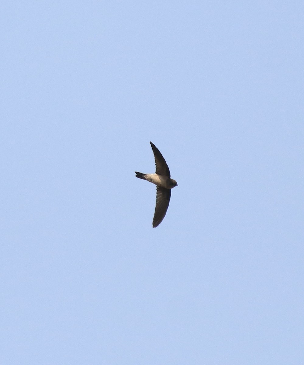 Asian Palm Swift - ML620819688