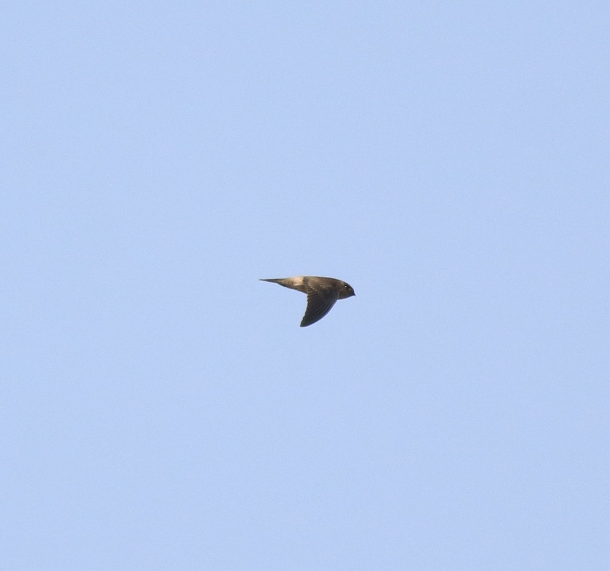 Asian Palm Swift - ML620819689