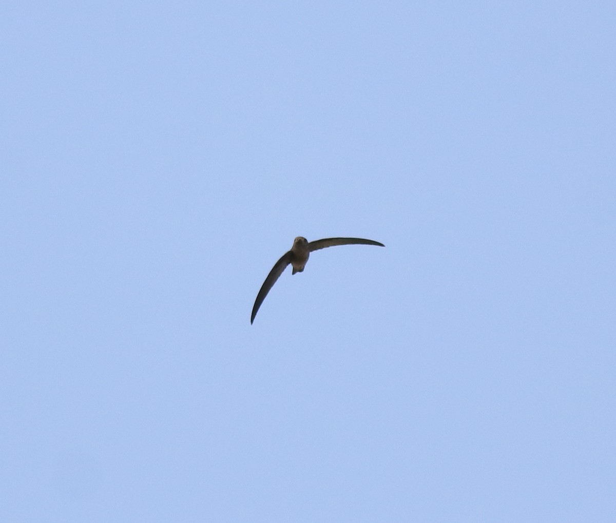 Asian Palm Swift - ML620819690