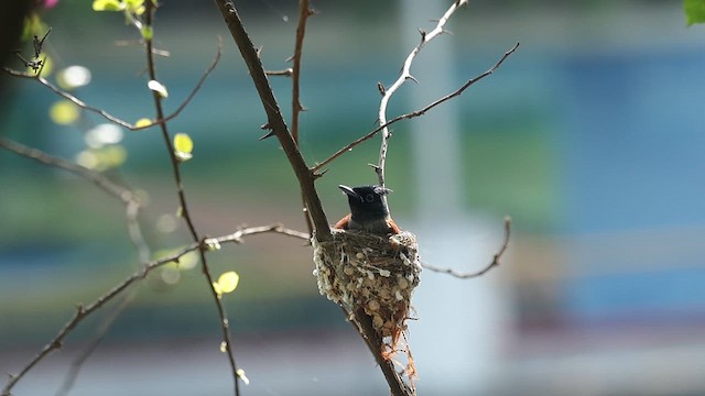 Indian Paradise-Flycatcher - ML620819691