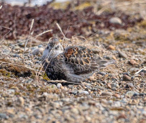 Rock Sandpiper - ML620819695