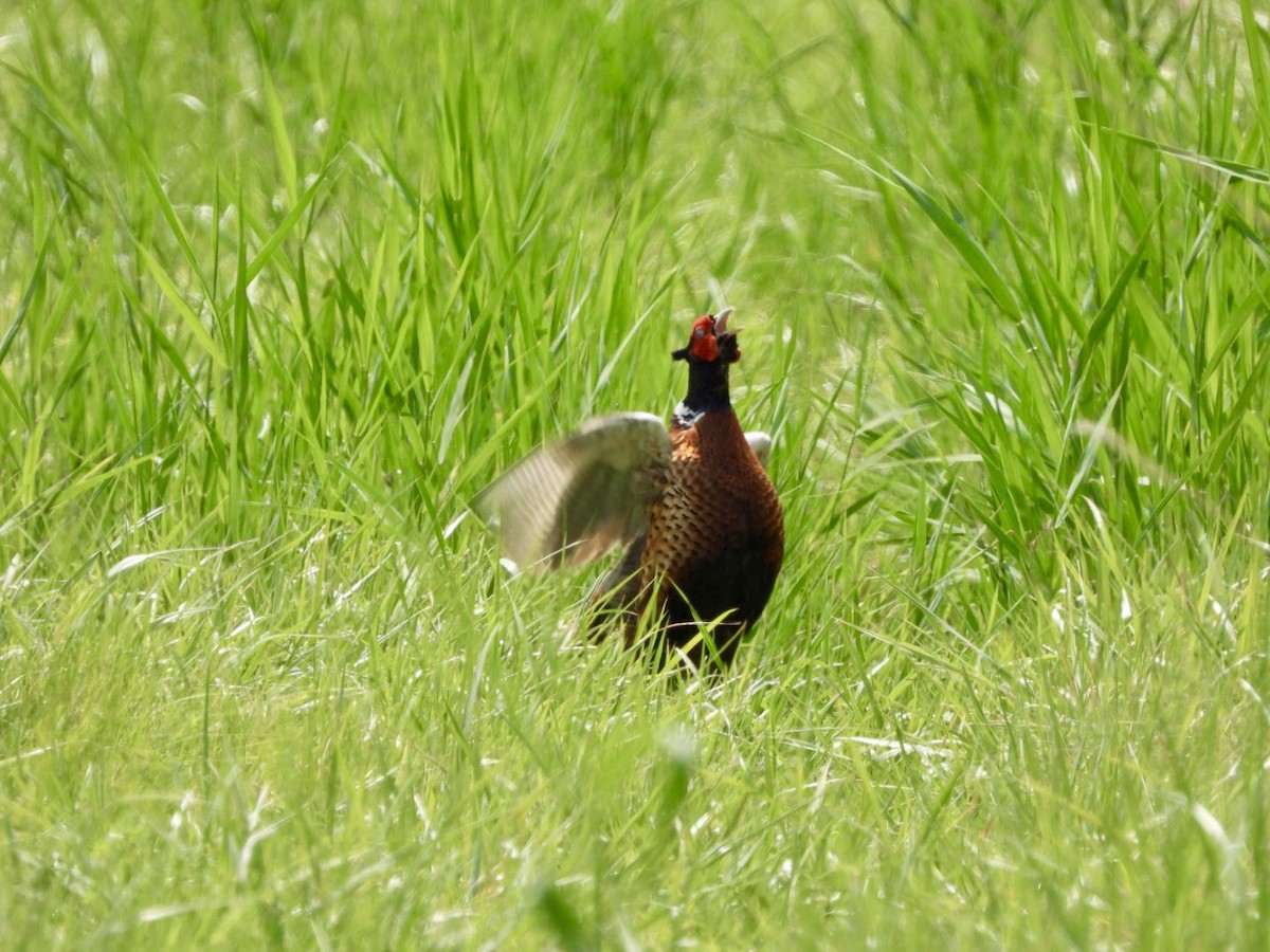 Ring-necked Pheasant - ML620819696