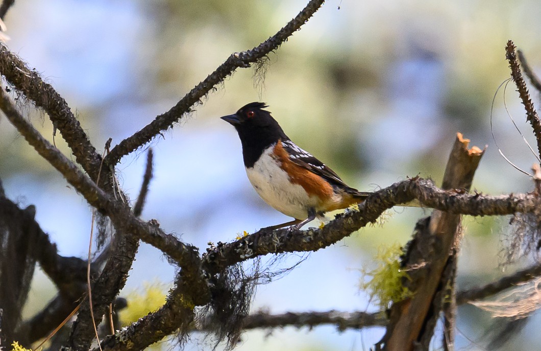 Spotted Towhee - ML620819697