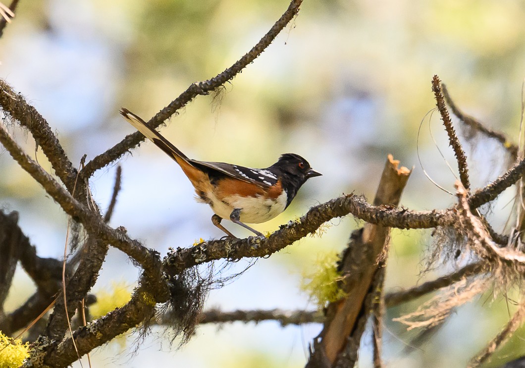 Spotted Towhee - ML620819698