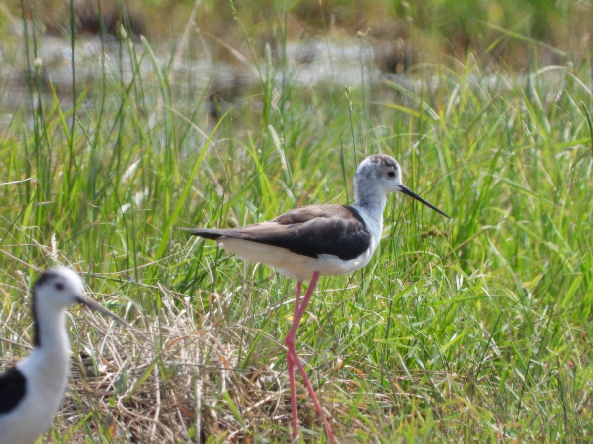 Black-winged Stilt - ML620819699