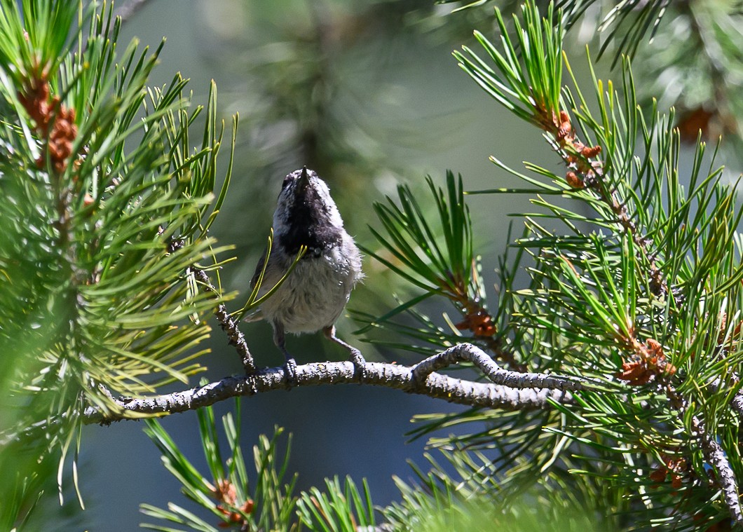 Mountain Chickadee - ML620819701