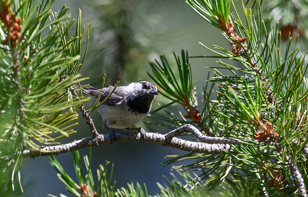 Mountain Chickadee - ML620819702