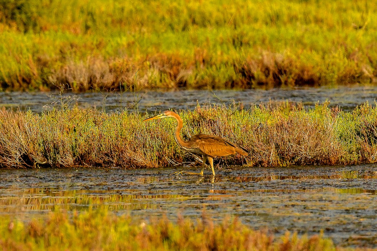 Purple Heron - ML620819703