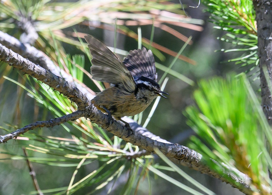 Red-breasted Nuthatch - ML620819706