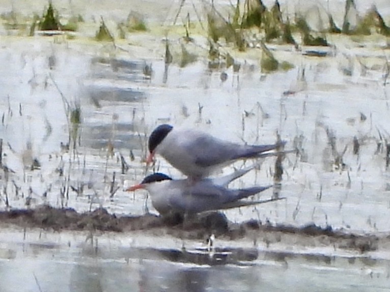 Whiskered Tern - ML620819711