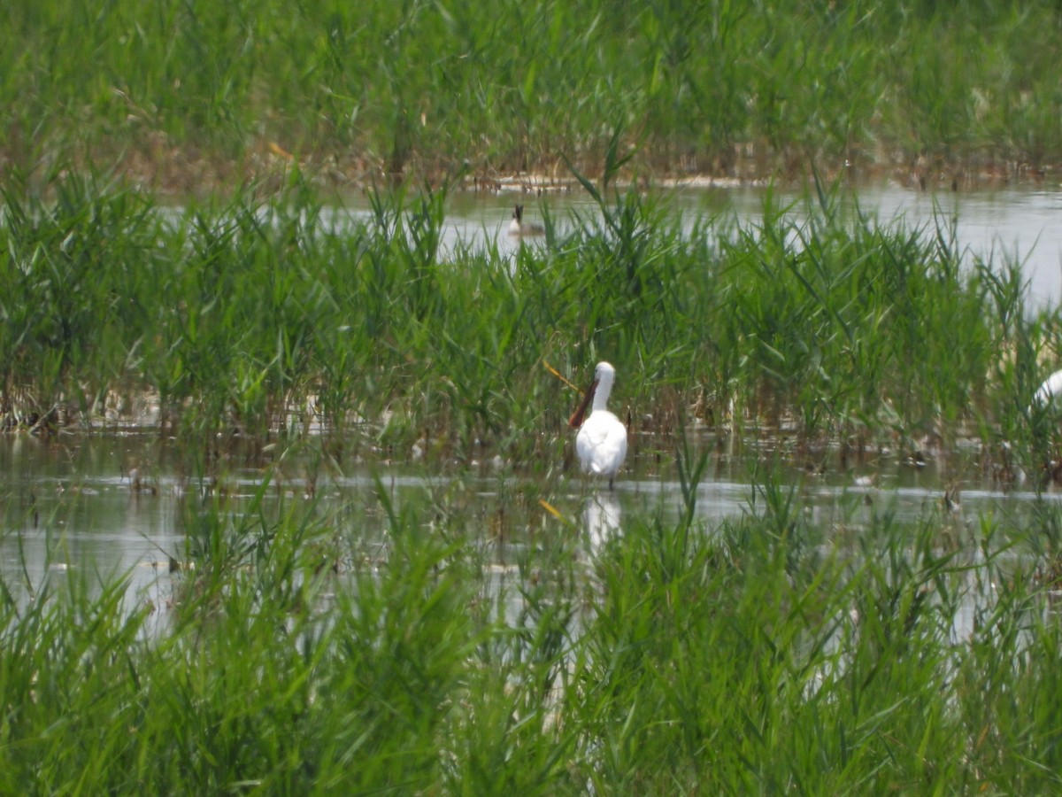 Eurasian Spoonbill - ML620819714