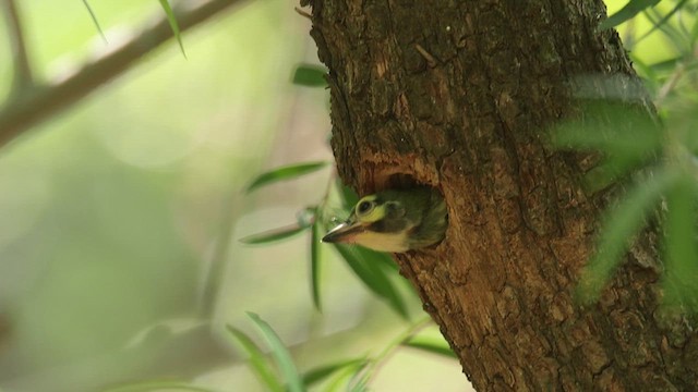 Kupferschmied-Bartvogel - ML620819715