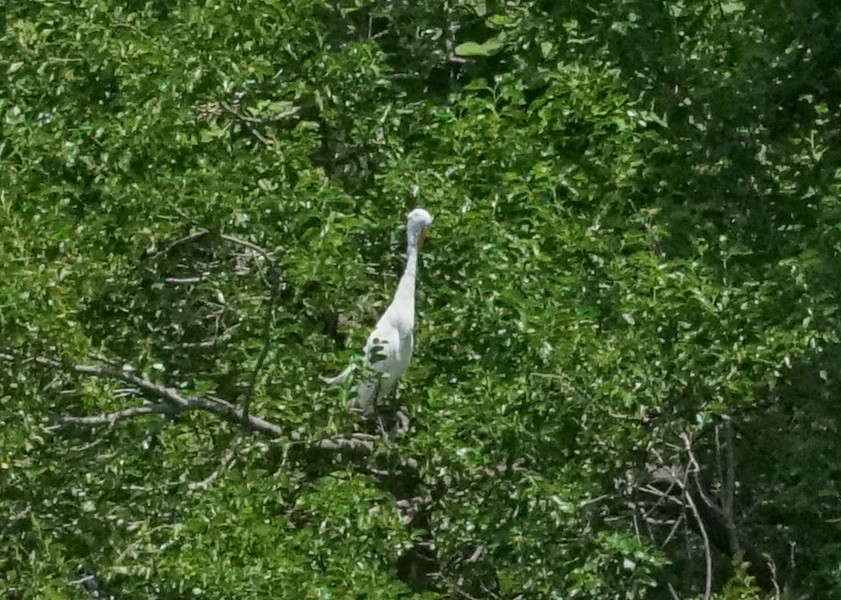 Great Egret - ML620819720