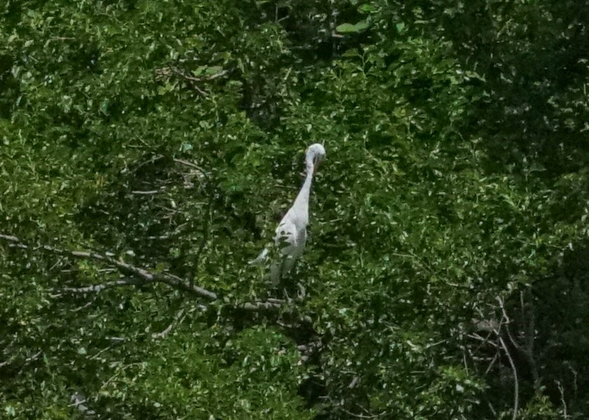 Great Egret - ML620819721