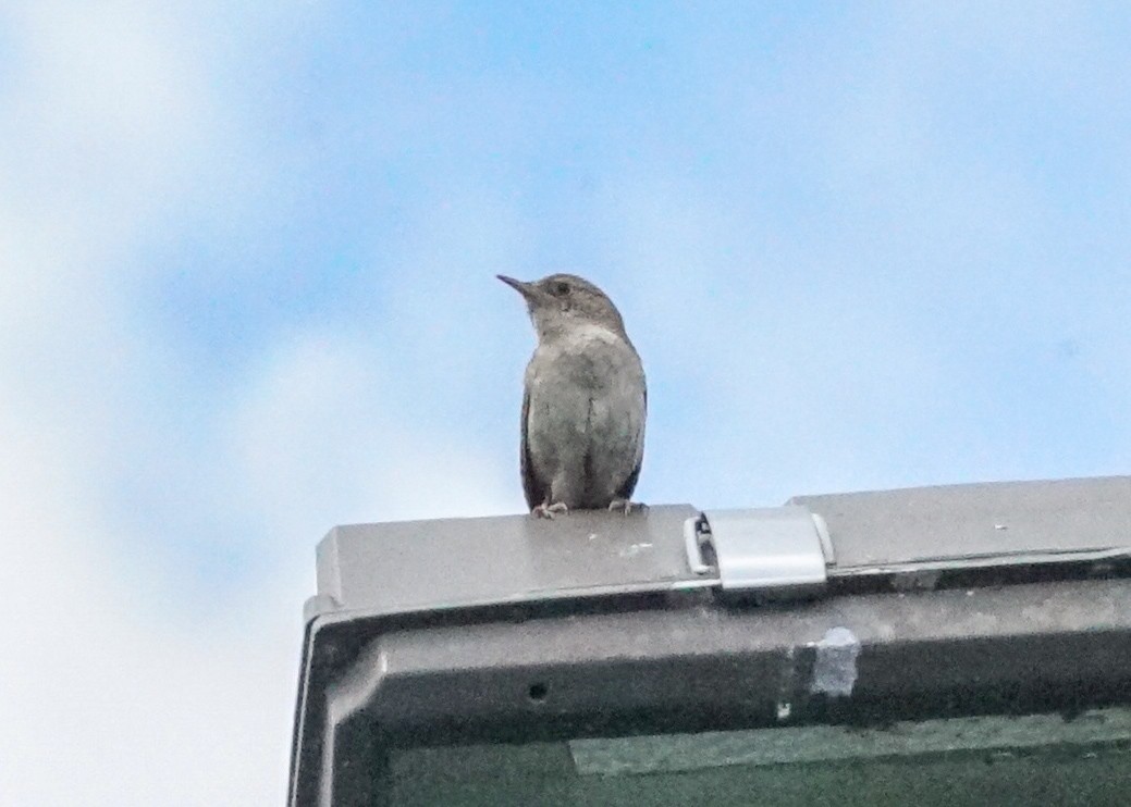 House Wren - ML620819724