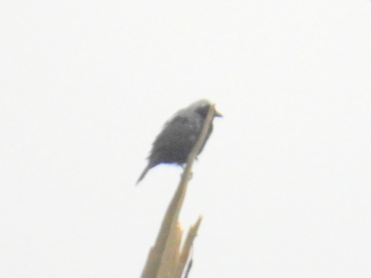 Gray-headed Nigrita - ML620819727