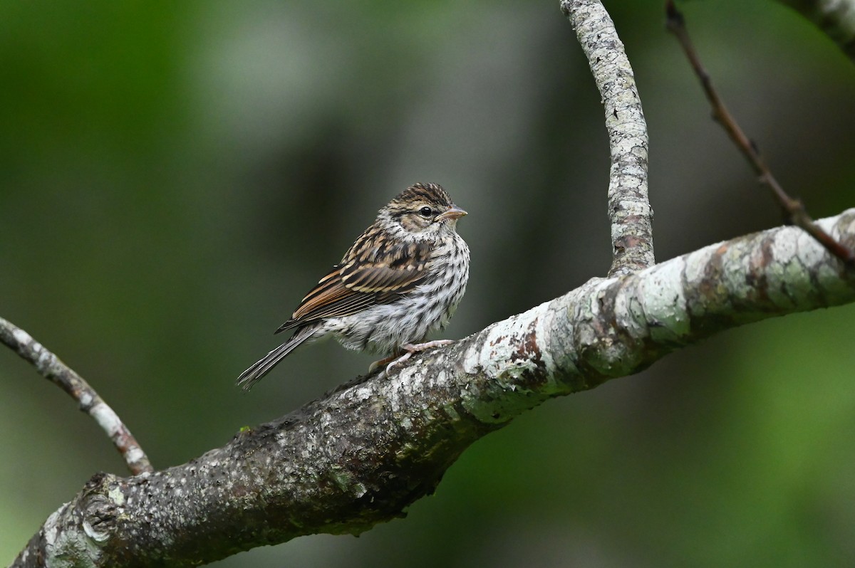 Chipping Sparrow - ML620819732