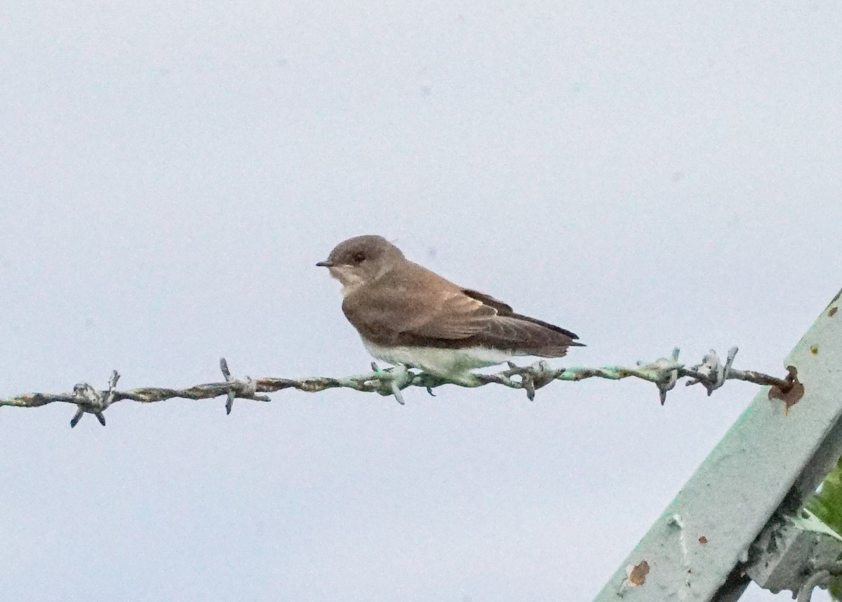 Northern Rough-winged Swallow - ML620819735