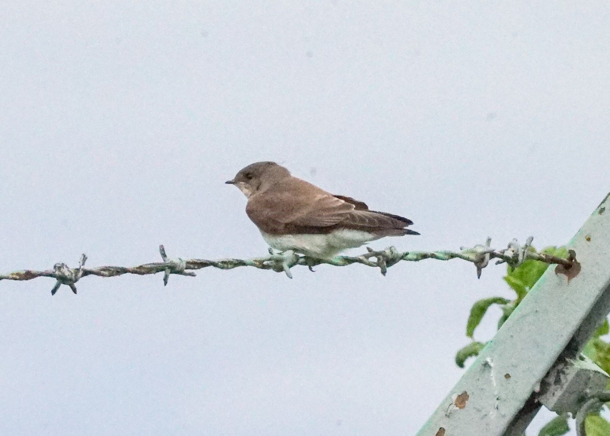 Northern Rough-winged Swallow - ML620819736