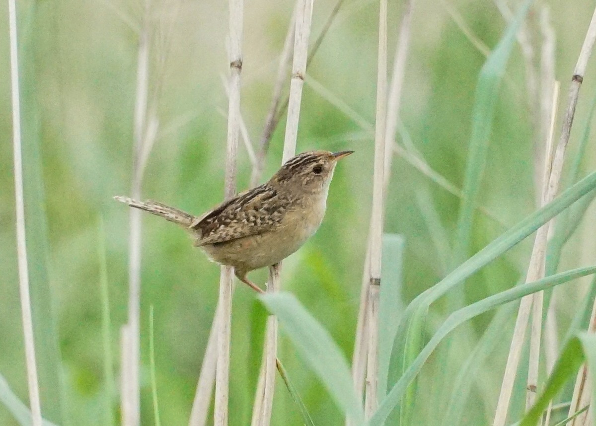 Sedge Wren - ML620819743