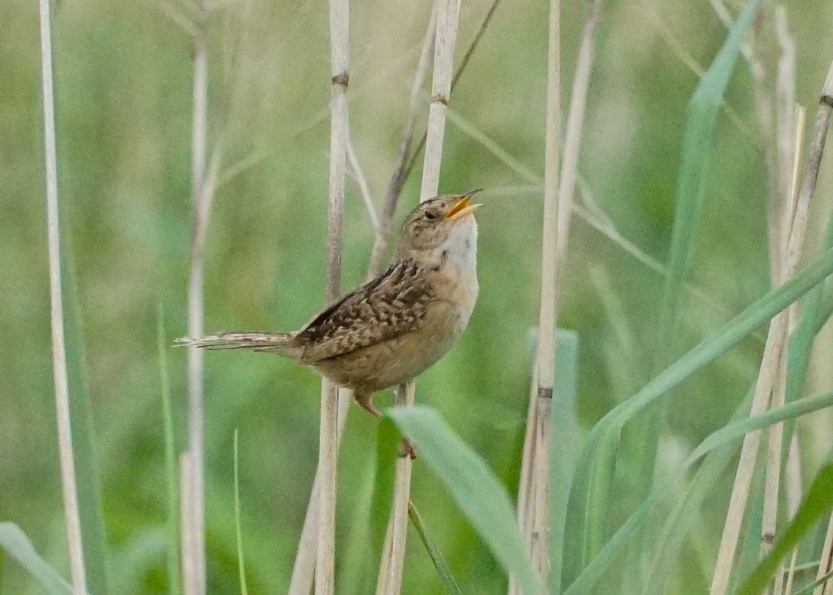 Sedge Wren - ML620819744