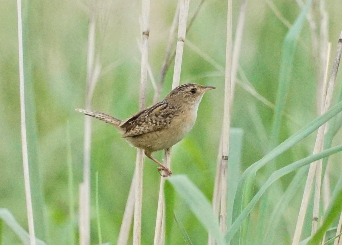 Sedge Wren - ML620819745