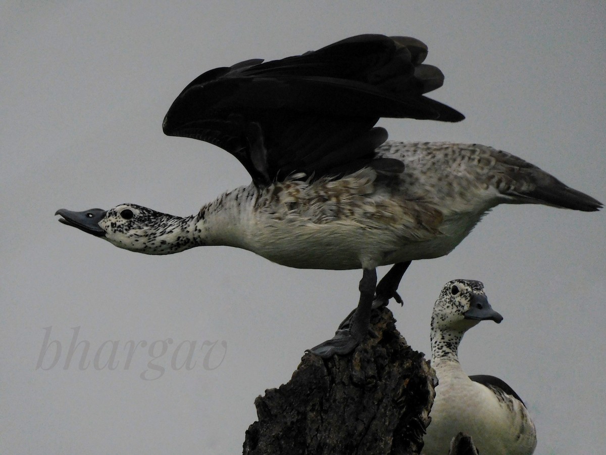 Knob-billed Duck - ML620819753