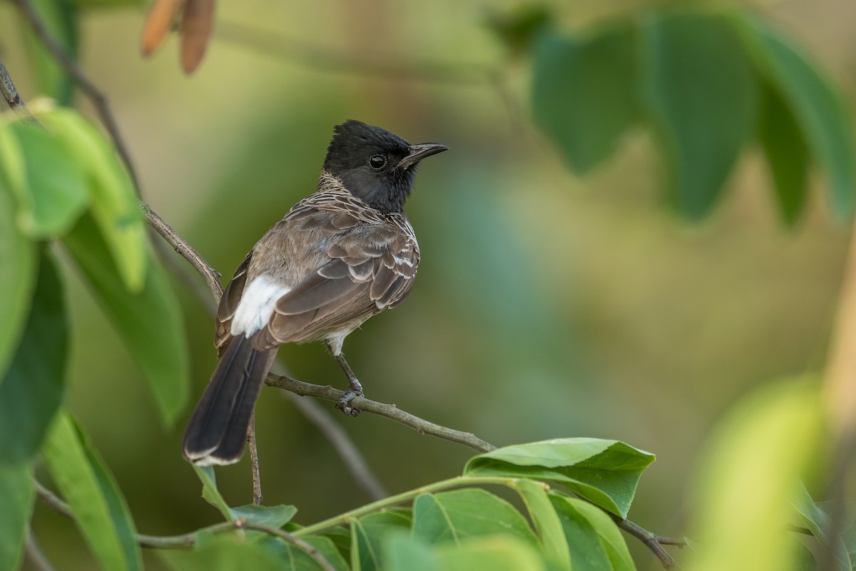 Red-vented Bulbul - ML620819754