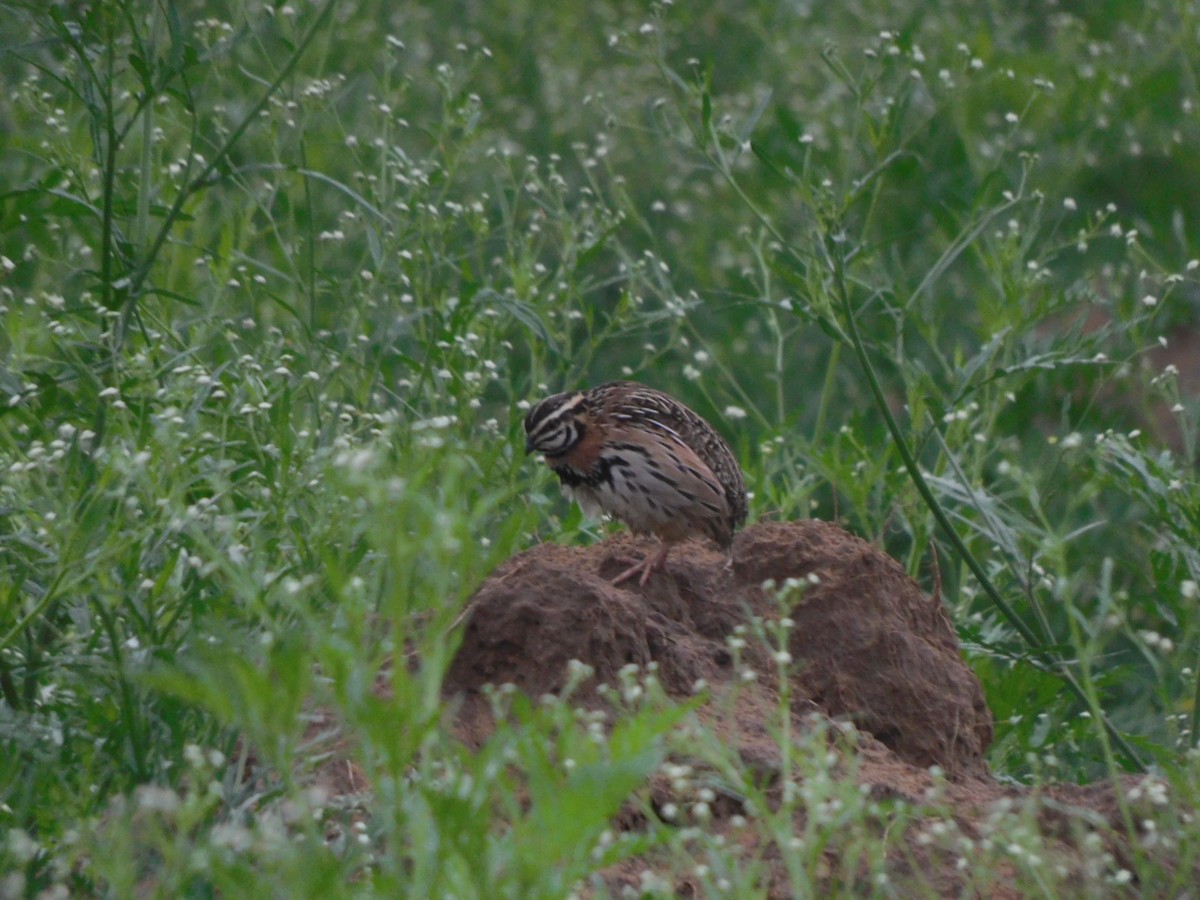 Rain Quail - ML620819756