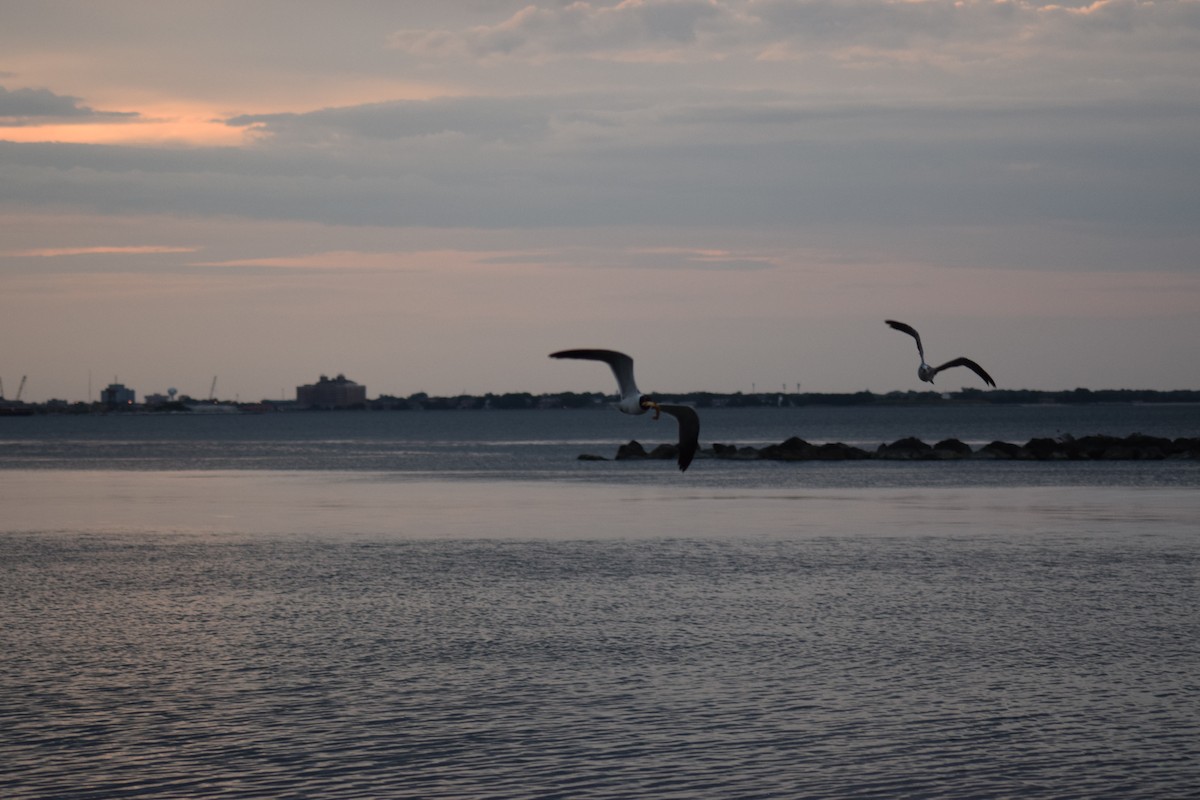 Laughing Gull - ML620819757