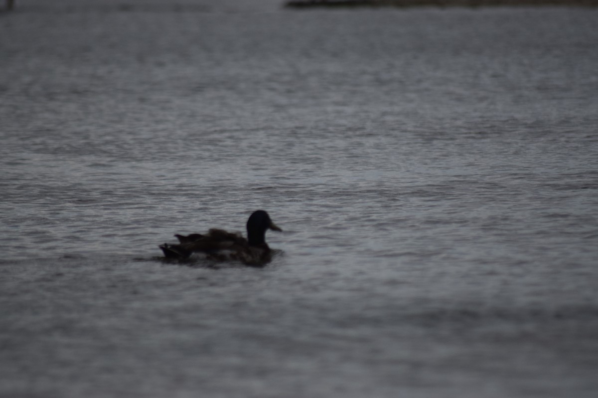 Canard colvert - ML620819760