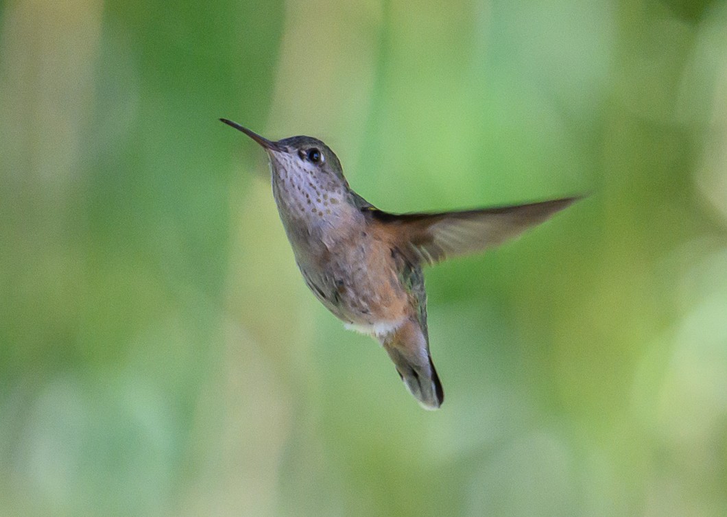 Calliope Hummingbird - ML620819761