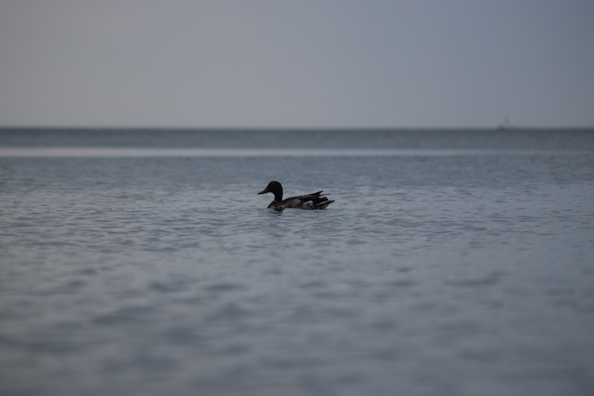 Canard colvert - ML620819762