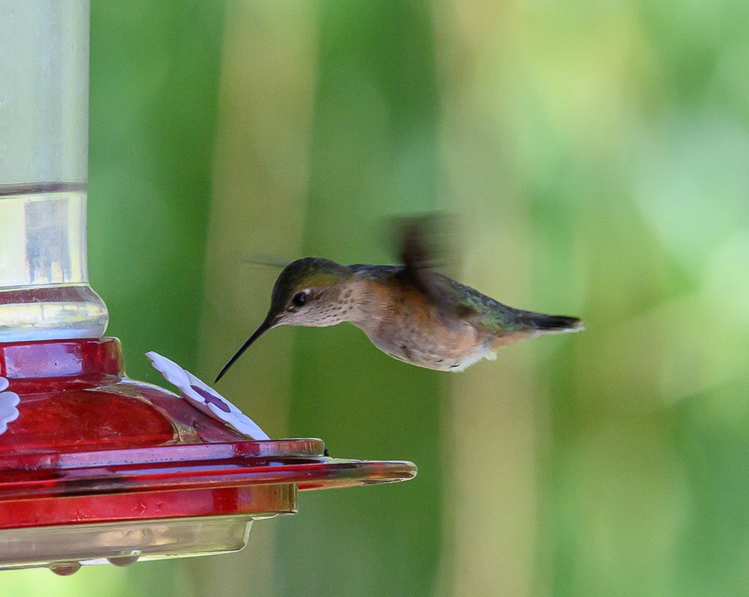 Calliope Hummingbird - ML620819763