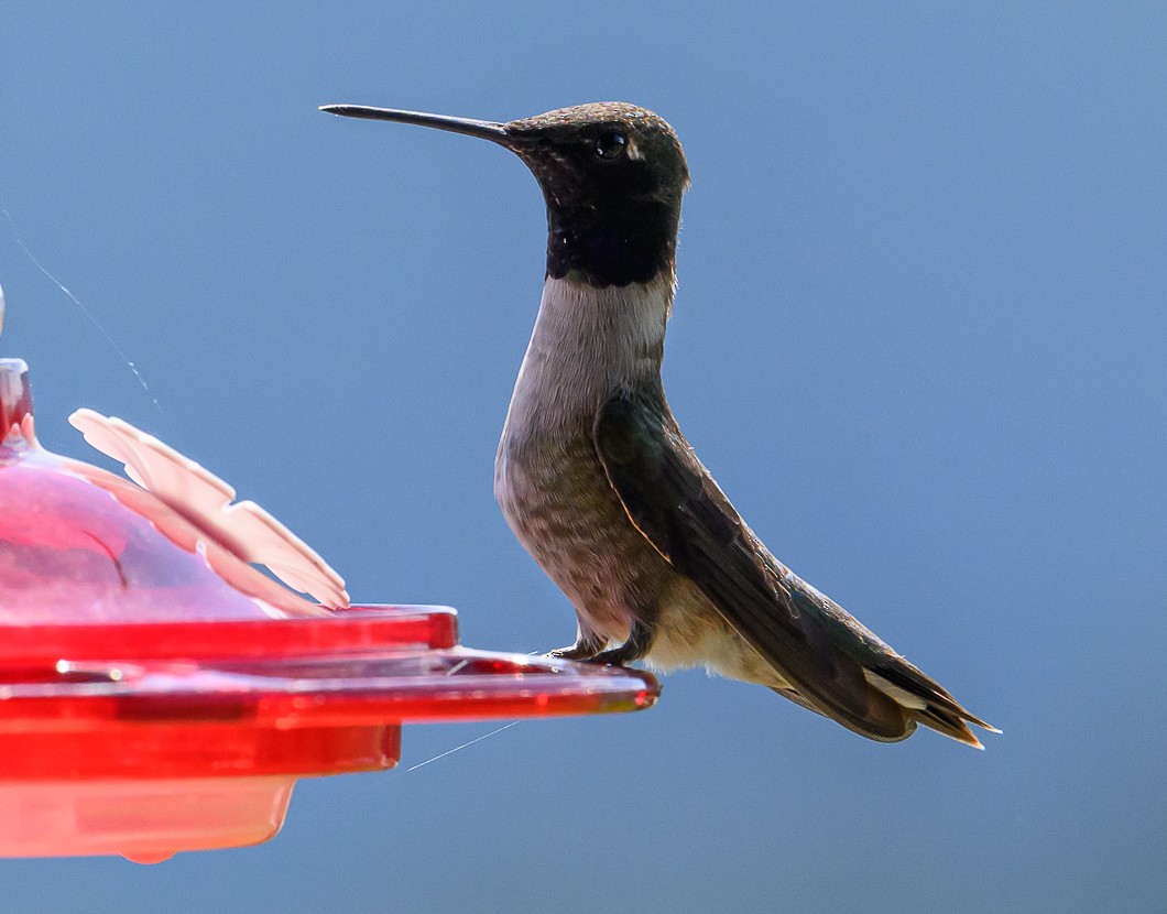 Black-chinned Hummingbird - ML620819765