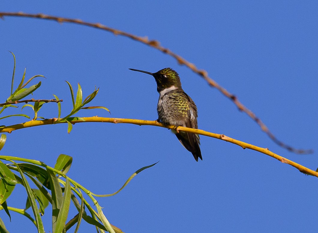 Black-chinned Hummingbird - ML620819766